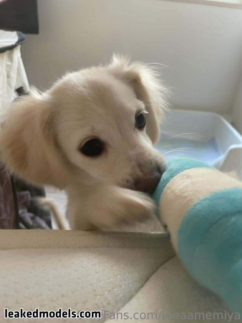 Lunaamemiya Nude (11 Photos) – Leakedmodels