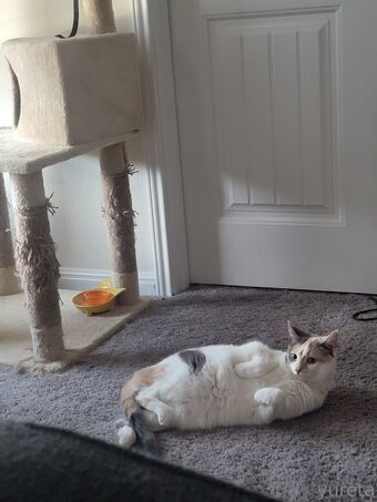 yureta2 Nude Leaks OnlyFans Photo 78