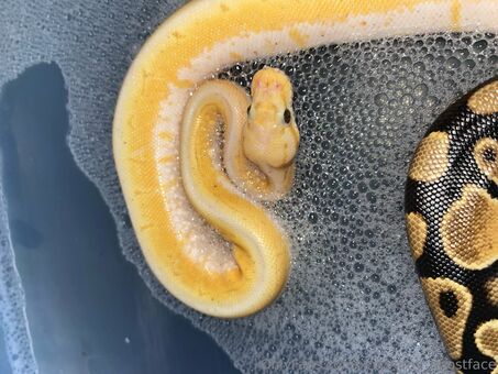 xmommy_ghostface Nude Leaks OnlyFans  – Leaked Models