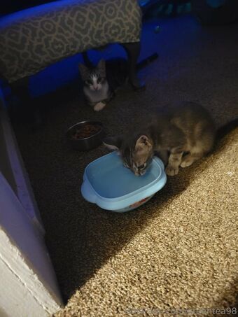 greentea98 Nude Leaks OnlyFans Photo 32