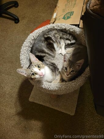 greentea98 Nude Leaks OnlyFans Photo 30