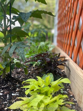 sunniestreamsfree Nude Leaks OnlyFans Photo 12